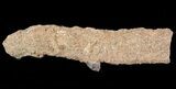 Fulgurite - Petrified Lightning #48364-1